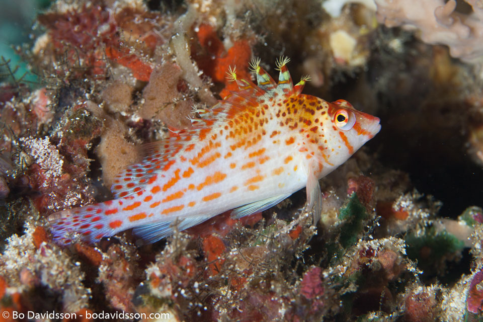 BD-161025-Reta-2649-Cirrhitichthys-falco.-Randall.-1963-[Dwarf-hawkfish].jpg